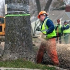 worker in hard hat using chainsaw to cut a large tree | professional tree service company | Stein Tree Service