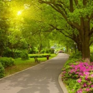 walkway through a park surrounded by trees and plant beds | professional tree service company | Stein Tree Service