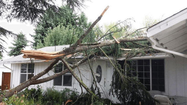 Emergency Tree Removal Service in Wilmington
