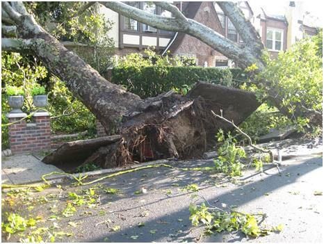 Emergency Tree Removal Service West Chester