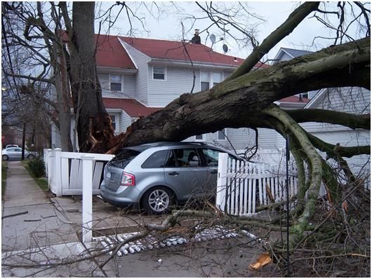 emergency tree removal service Newark