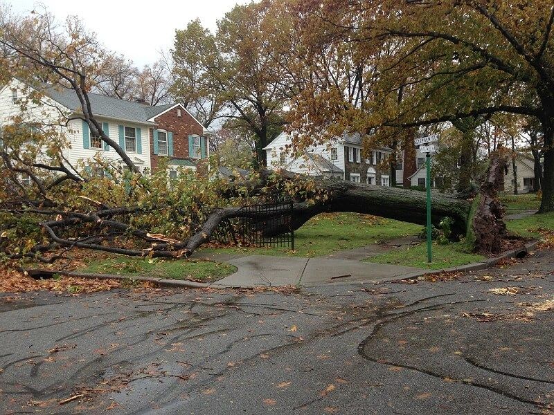 emergency tree removal Wilmington DE tree that has fallen across a street