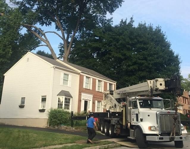 tree removal service in Newark DE