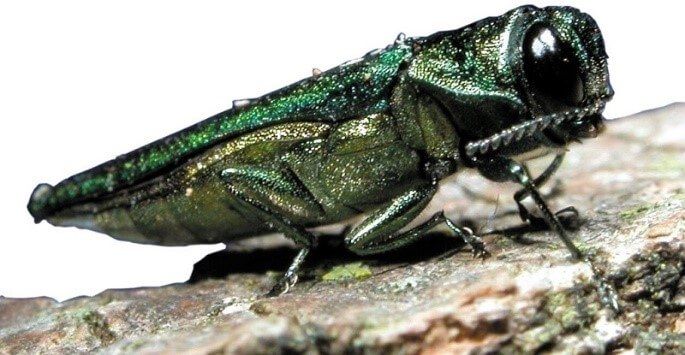 Emerald Ash Borer on a branch | Invasive Species Awareness | Stein Tree Service
