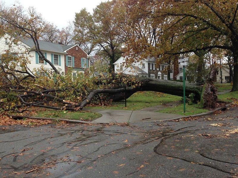 Tree Fallen Across Road - emergency tree removal services