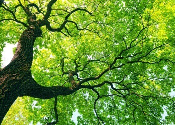 Tree Canopy - Learn about great tree care from Stein Tree Service