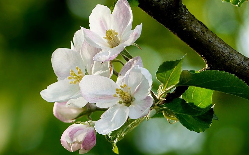 spring tree in bloom - What does an arborist do - Stein Tree Service