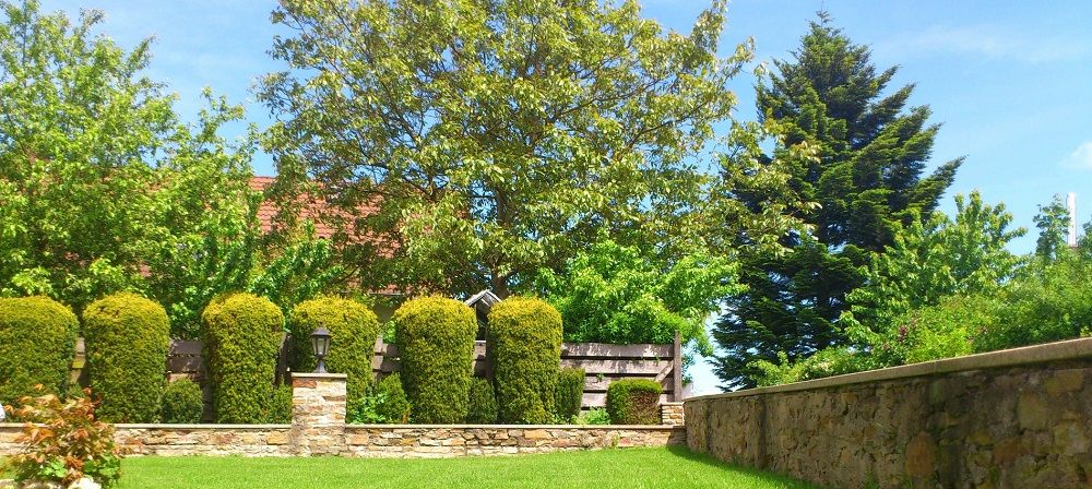 Summer Tree Care and Maintenance - Beautiful green backyard with trees and shrubs - Stein Tree Service - Call 302.308.7129