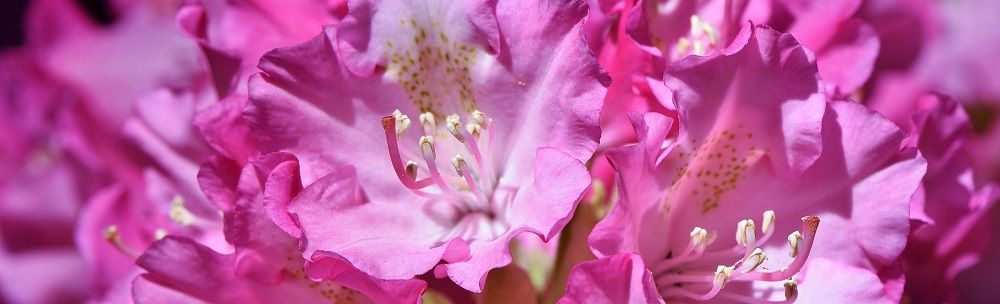 rhododendron plants infected with sudden oak death pathogen shipped to PA - Stein Tree Service