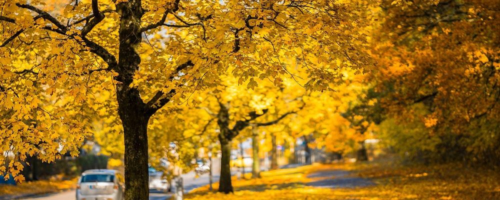 City street lined with yellow trees in Autumn - tree city - Stein Tree Service