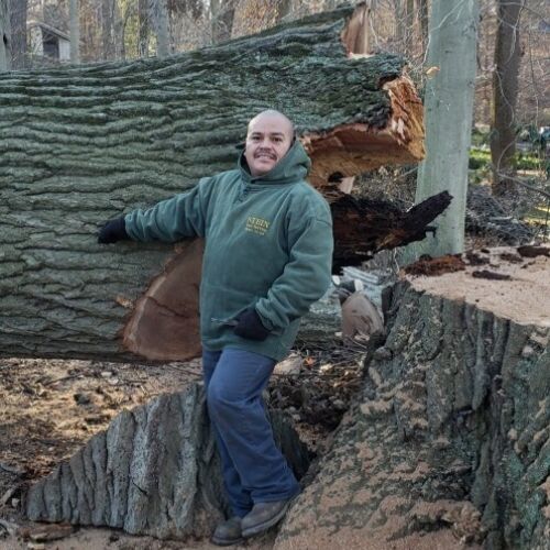 large red oak tree removal tree downed beside tree stump - Stein Tree Service