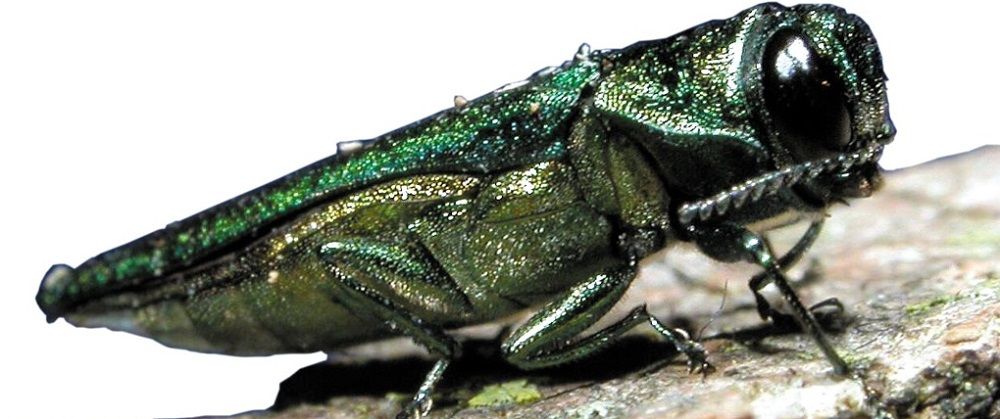 Inspect for Emerald Ash Borer infestation - Stein Tree Service - 1000