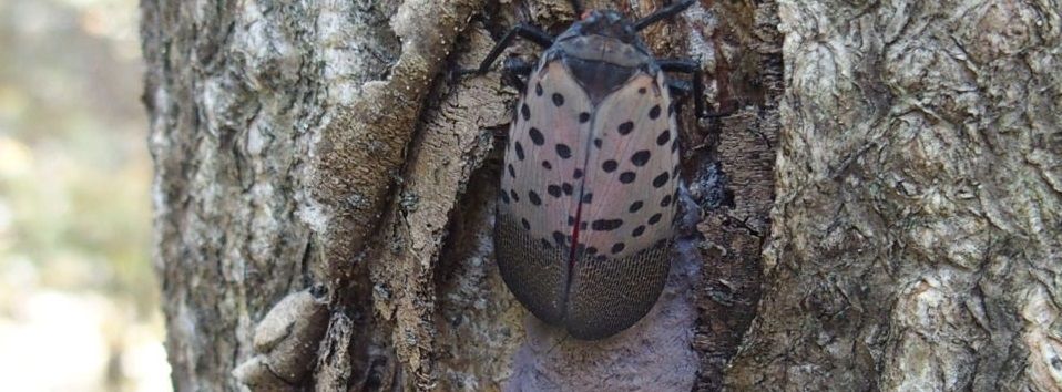 adult spotted lanternfly on a tree