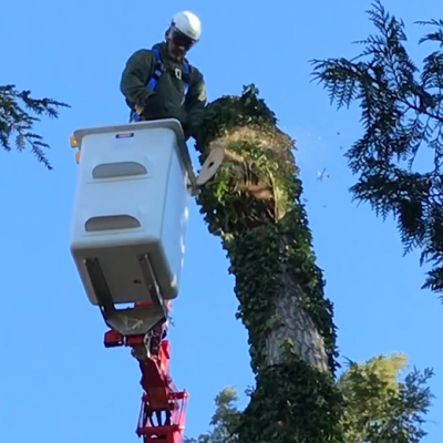 Tree Removal in Compact Spider Lift