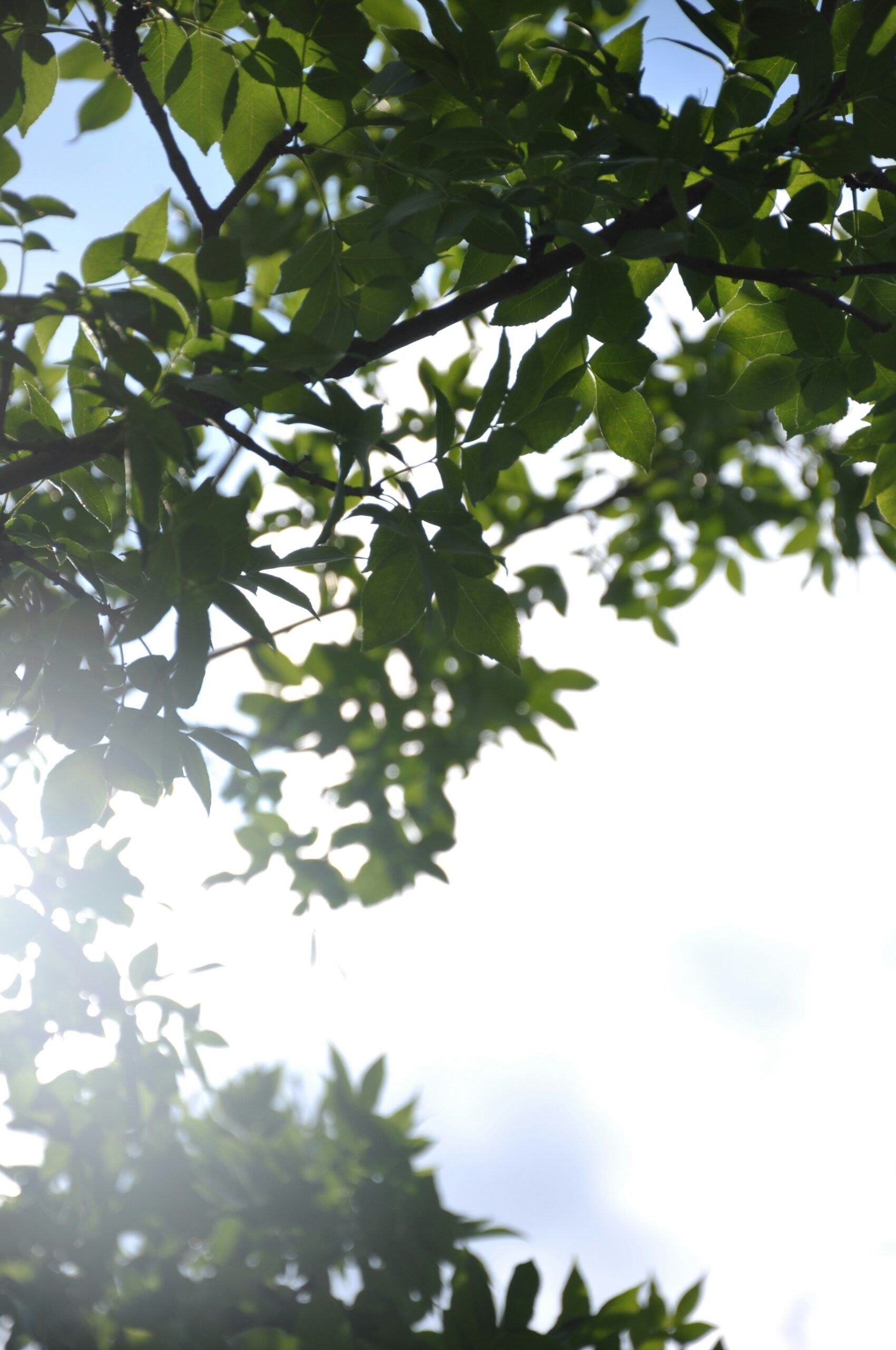 Man carrying large tree branches | Frequently Asked Questions about Tree Trimming and Pruning in Delaware | Stein Tree Service