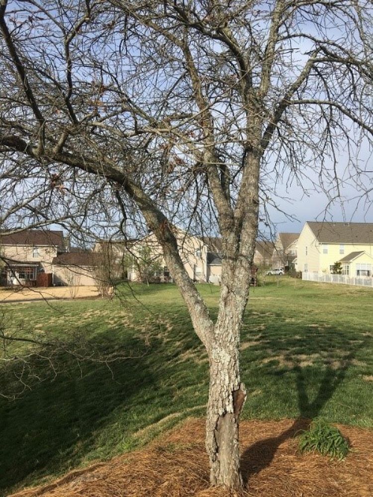 tree care in Wilmington, DE