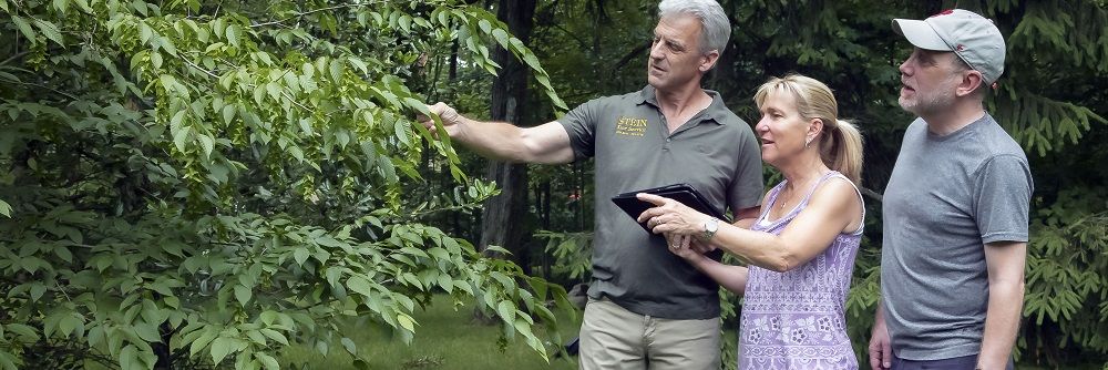 Jeff Stein consulting with clients while inspecting a tree - summer tree care -
