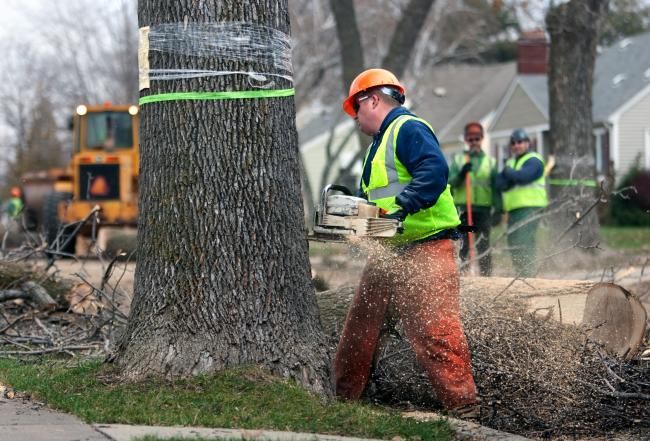 tree removal or clearing around power lines | Stein Tree Service