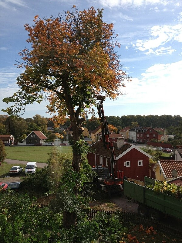 Lift truck with tall tree | tree trimming and pruning | Stein Tree Service