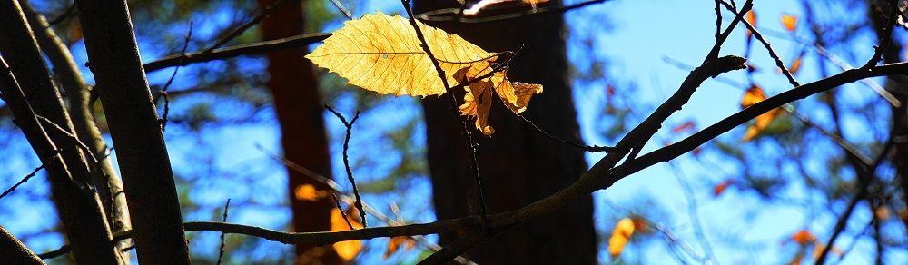 tree branch with yellow leaf, fall and winter are the best times for tree trimming, stein tree service