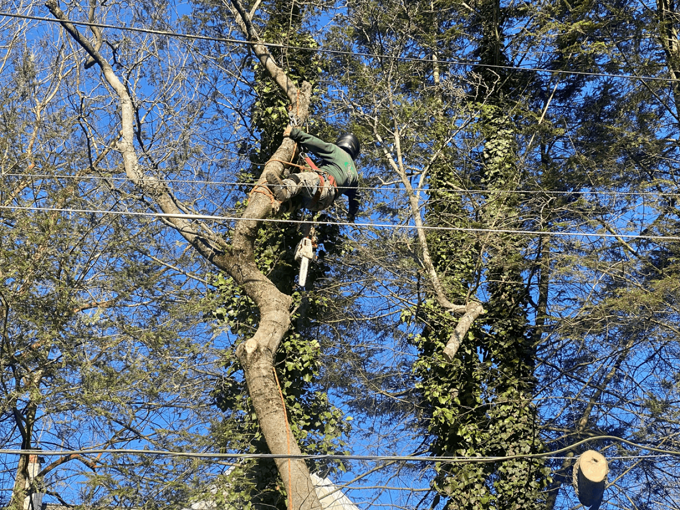 Inspect for Emerald Ash Borer Lifecycle and History - Stein Tree Service