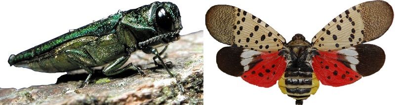 Adult Emerald Ash Borer and Spotted Lanternfly-Invasive Species Awareness- Stein Tree Service