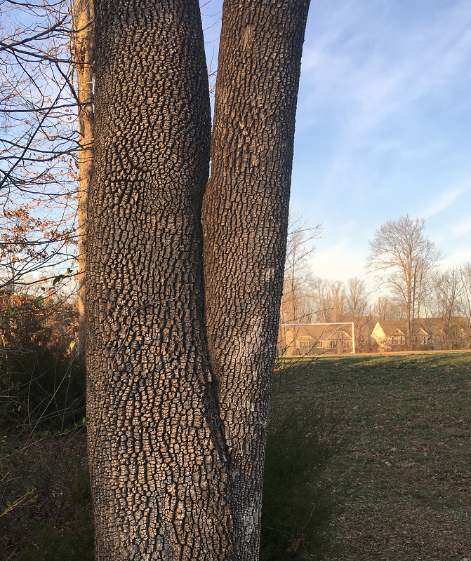 Tree with v-shaped fork | tree cavities | Stein Tree Service