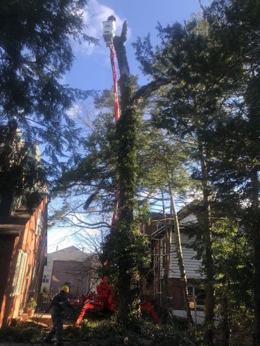 Spider lift allows tree removal in tight spaces | tree removal in Claymont Delaware | Stein Tree Service