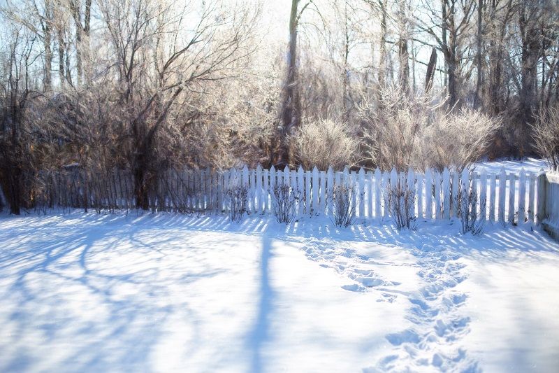 winter tree care in West Chester PA - winter yard - Stein Tree Service