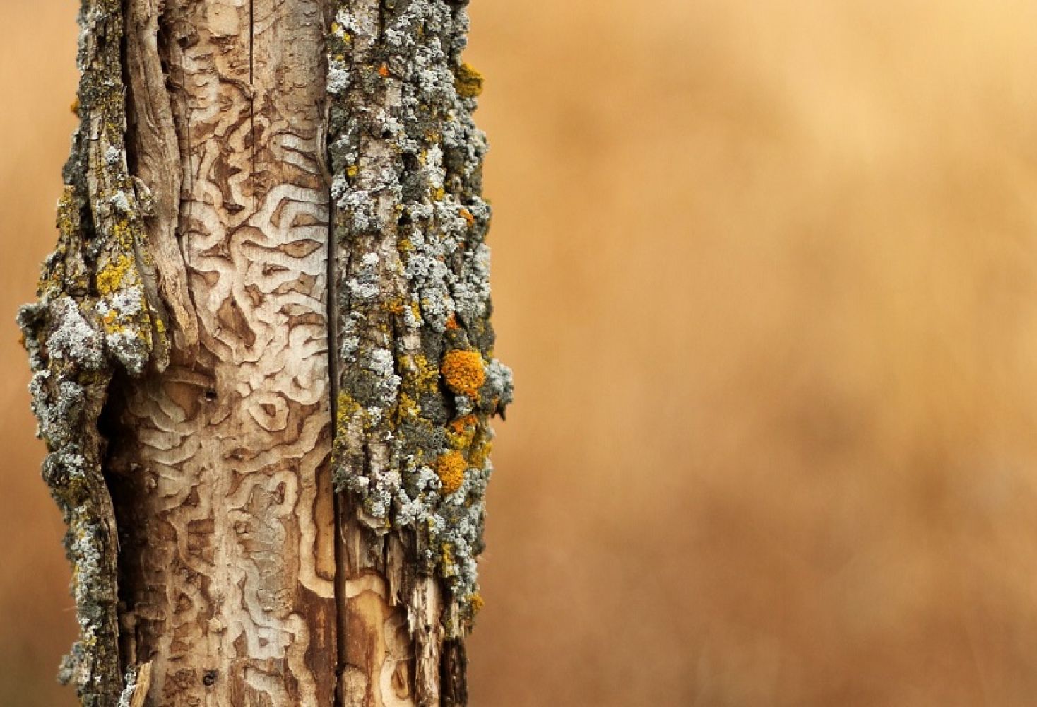 Emerald ash borer s shaped galleries - emerald ash borer inspection - Stein Tree Service Wilmington DE