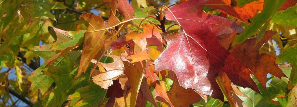 Red Oak or quercus-rubra- tree and plant health care - Stein Tree Service
