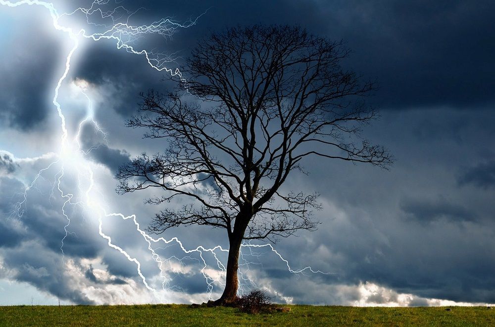 tree struck by lightning - Stein Tree Service