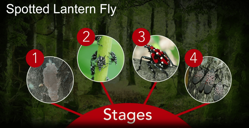 Spotted_LanternFly life cycles - Stein Tree