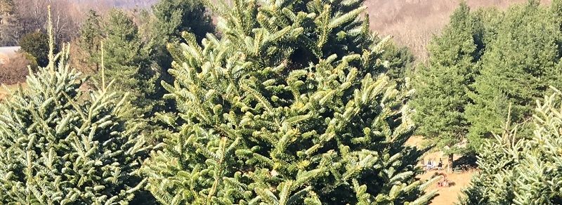 christmas tree farm - tree care - Stein