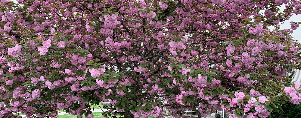 when should i prune a flowering tree cherry blossom tree in bloom - stein tree service