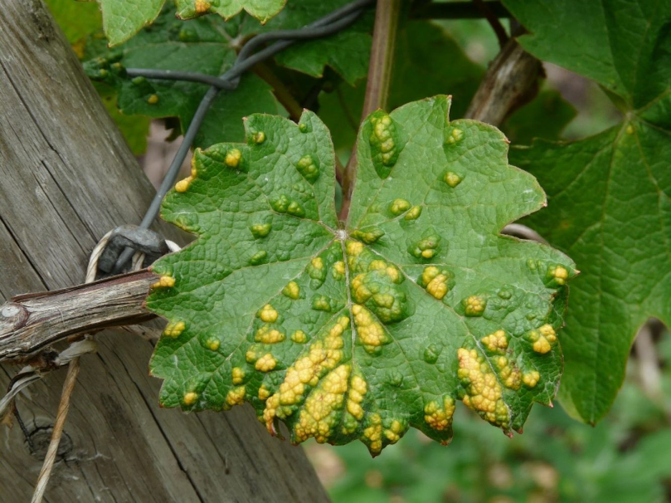 Wine leaf with mite and smallpox infestation | signs of tree problems | Stein Tree