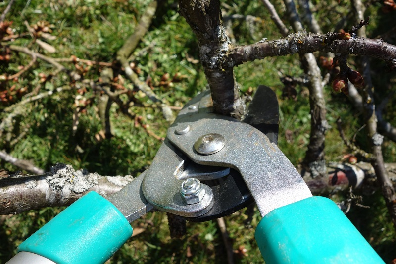 Pruning-shears being used on tree | how old should a tree be before pruning | Stein Tree Service