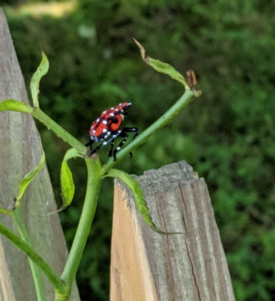 spotted lanternfly young on plant