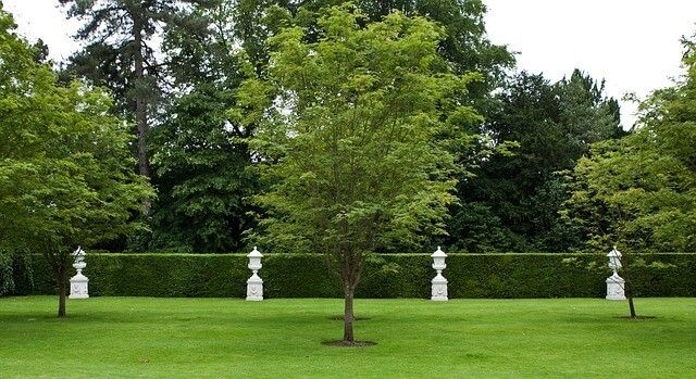 Tree Trimming and Pruning in Wilmington, DE