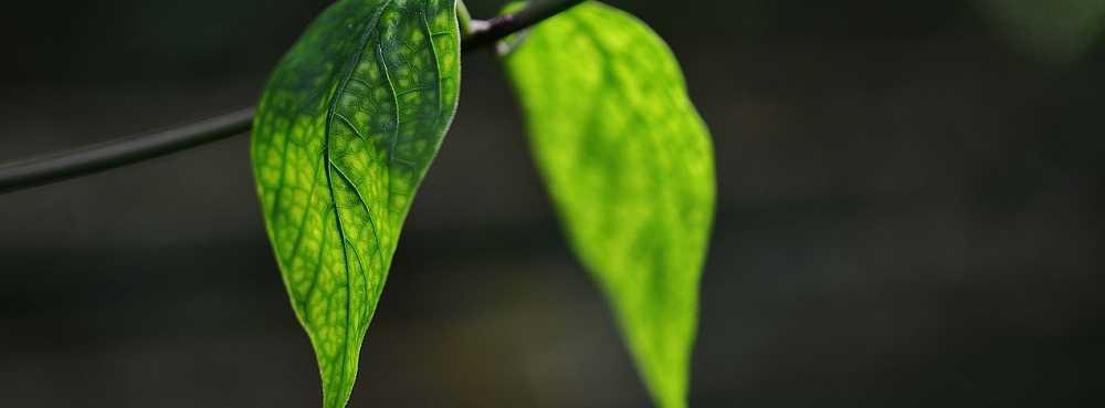 Young leaf, what is plant health care, Stein Tree Service