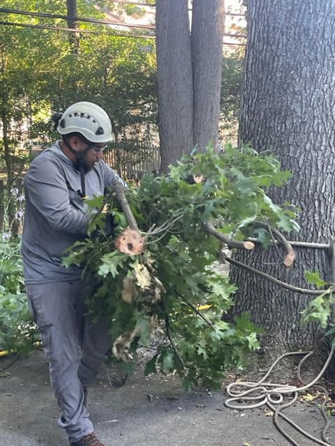 Man carrying large tree branches | Tree Trimming in Claymont Delaware | Stein Tree Service