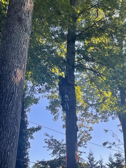 Man in Tree Performing Tree Trimming in Talleyville Delaware | Stein Tree Service