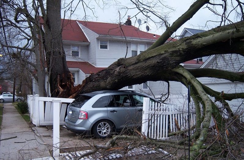 Emergency Tree Removal Service - tree fallen on top of a car in a driveway.