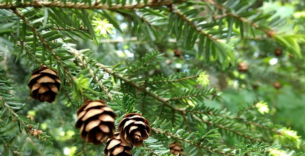 Stein Tree Care Service discusses the Eastern Hemlock-pennsylvania state tree - tree care