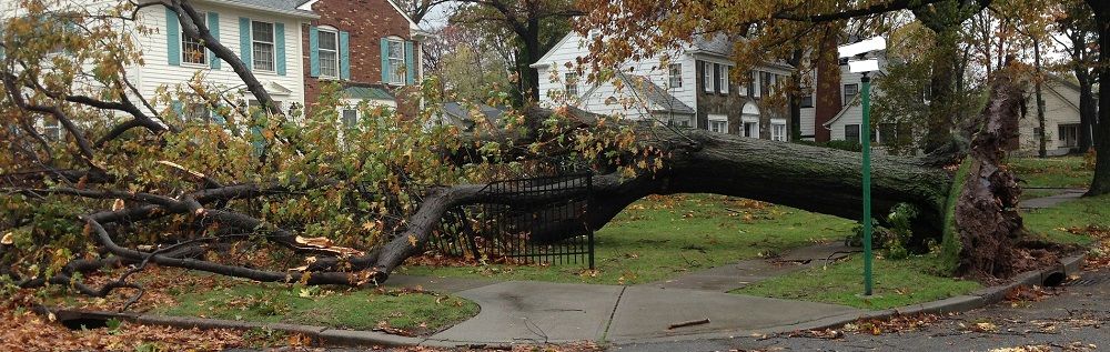 large tree uprooted in a yard - winter prep such as tree trimming and pruning to prevent damage - Stein Tree Service