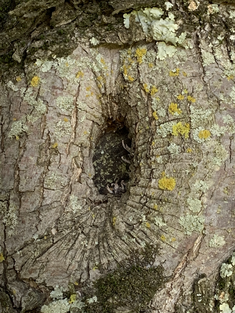 Close photo of tree cavities | tree cavities | Stein Tree Service