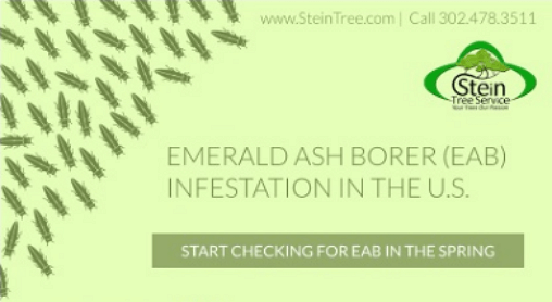 Emerald Ash Borer Infestation Stein Tree Service March 2017