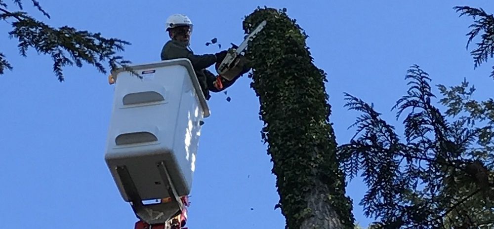 Man in compact spider lift using arborist saw on a tall tree - tree removal and tree trimming and pruning - Stein Tree Service