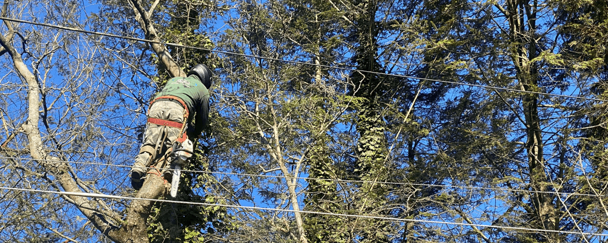 Stein Tree Lift Truck - Tree Trimming in Talleyville DE