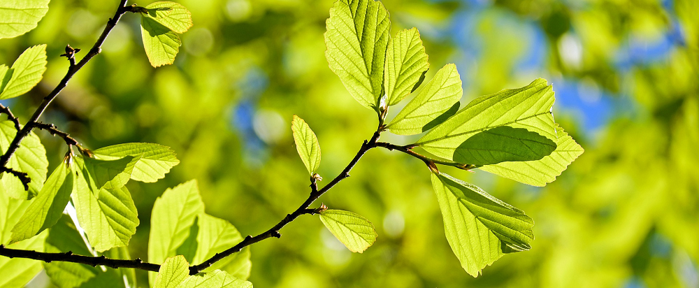 tree care in pennsylvania picture of green leaves on a tree branch- stein tree service